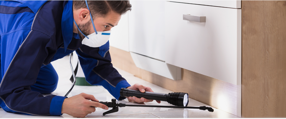 Truckee pest xpert removal